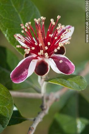 Flor del guayabo criollo - Flora - IMÁGENES VARIAS. Foto No. 55390