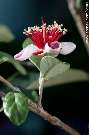 Native guava flower - Flora - MORE IMAGES. Photo #55388