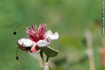 Native guava flower - Flora - MORE IMAGES. Photo #55386