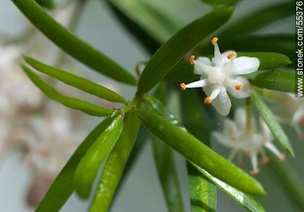 Asparagus umbellatus flower - Flora - MORE IMAGES. Photo #55376