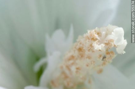 Pistilo y estambre de una flor blanca de altea o falso hibisco - Flora - IMÁGENES VARIAS. Foto No. 55374