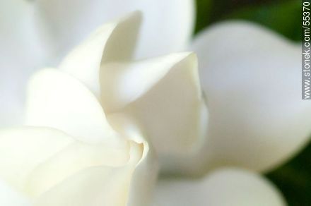 Pétalos blancos de jazmín del cabo - Flora - IMÁGENES VARIAS. Foto No. 55370
