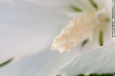Pistilo y estambre de una flor blanca de altea o falso hibisco - Flora - IMÁGENES VARIAS. Foto No. 55357