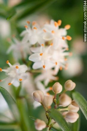Flor del espárrago de jardín - Flora - IMÁGENES VARIAS. Foto No. 55344