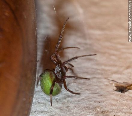 Spider dark body with white hair and green belly  - Fauna - MORE IMAGES. Photo #55321