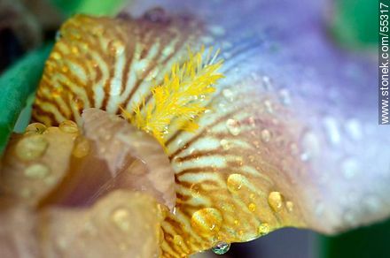 Stamens of an iris - Flora - MORE IMAGES. Photo #55317