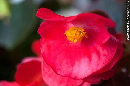 Red begonia - Flora - MORE IMAGES. Photo #55302