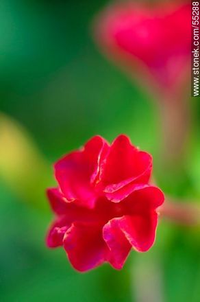 Red mirabilis jalapa - Flora - MORE IMAGES. Photo #55288