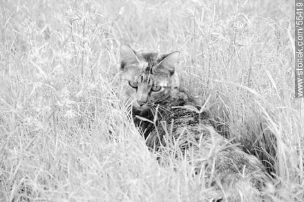 Domestic cat lurking in the grown grass -  - MORE IMAGES. Photo #55419