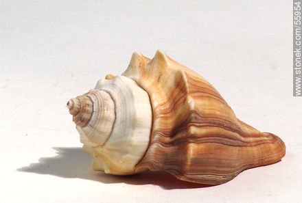 Marine snail -  - MORE IMAGES. Photo #55954