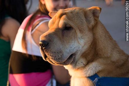Perro chino raza Shar Pei - Departamento de Montevideo - URUGUAY. Foto No. 56291