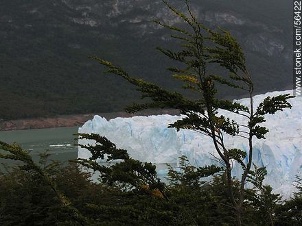 Perito Moreno glacier -  - ARGENTINA. Photo #56422
