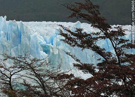 Perito Moreno glacier -  - ARGENTINA. Photo #56406