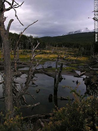 Beaver area, introduced in 1946 -  - ARGENTINA. Photo #56753