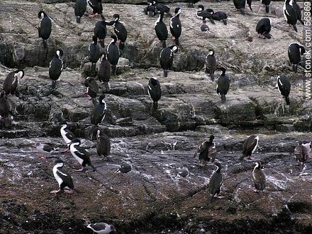 Cormoranes en una isla del canal Beagle -  - ARGENTINA. Foto No. 56869