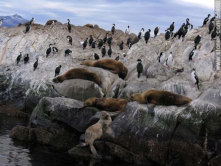 Isla de Lobos de Ushuaia. Cormoranes y lobos marinos. -  - ARGENTINA. Foto No. 56860