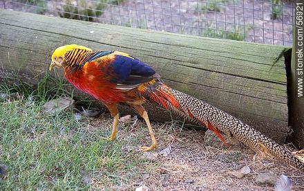 Golden Pheasant at the Zoo Rodolfo Tálice - Flores - URUGUAY. Photo #56921