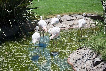 Flamingos - Flores - URUGUAY. Photo #56920