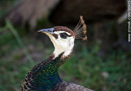 Peacock - Flores - URUGUAY. Photo #56905
