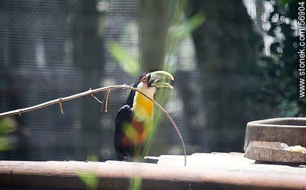Tucán  en el Parque Zoológico Rodolfo Tálice - Departamento de Flores - URUGUAY. Foto No. 56904