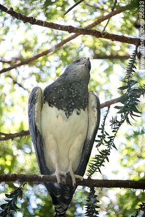Black-chested Buzzard-Eagle in Zoo Park Rodolfo Tálice - Flores - URUGUAY. Photo #56893