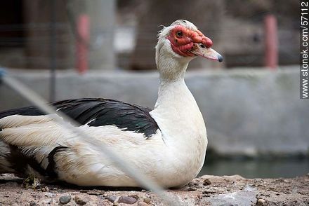 Salto Municipal Zoo. Muscovy duck. - Department of Salto - URUGUAY. Photo #57112