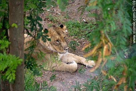 Salto Municipal Zoo. Young lion. - Department of Salto - URUGUAY. Photo #57109