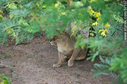 Salto Municipal Zoo. Young lion. - Department of Salto - URUGUAY. Photo #57107