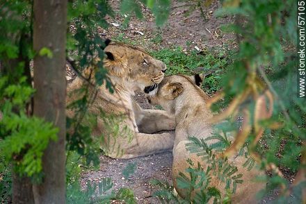 Salto Municipal Zoo. Young lions. - Department of Salto - URUGUAY. Photo #57105