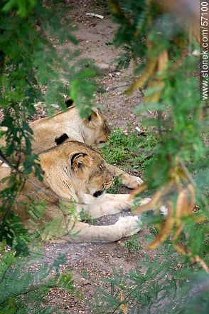 Salto Municipal Zoo. Young lions. - Department of Salto - URUGUAY. Photo #57100