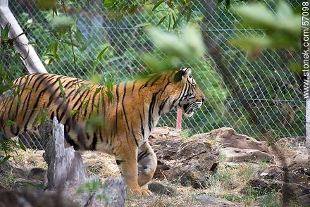 Zoológico Municipal de Salto. Tigre de Bengala. - Departamento de Salto - URUGUAY. Foto No. 57098