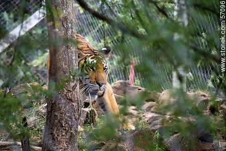 Salto Municipal Zoo. Bengal Tiger. - Department of Salto - URUGUAY. Photo #57096