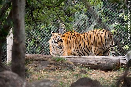 Salto Municipal Zoo. Bengal Tigers. - Department of Salto - URUGUAY. Photo #57091