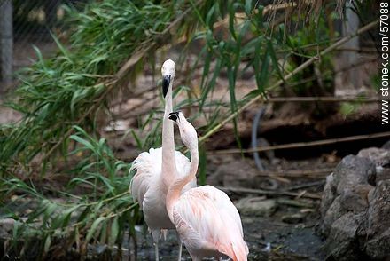 Salto Municipal Zoo. Flamingos. - Department of Salto - URUGUAY. Photo #57088