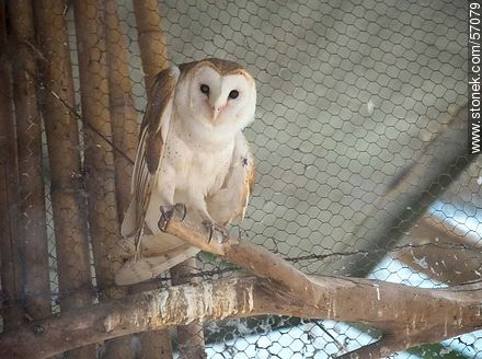 Salto Municipal Zoo. Barn Owl. - Department of Salto - URUGUAY. Photo #57079