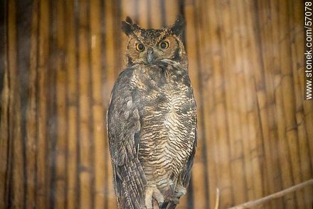 Salto Municipal Zoo. Lesser or Magellanic Horned Owl. - Department of Salto - URUGUAY. Photo #57078