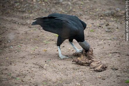 Zoológico Municipal de Salto. Buitre o cuervo de cabeza negra comiendo. - Departamento de Salto - URUGUAY. Foto No. 57070