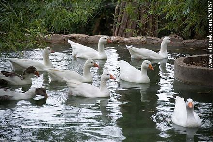 Salto Municipal Zoo. Geese on the water. - Department of Salto - URUGUAY. Photo #57067