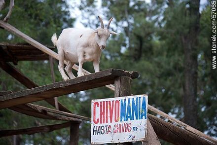 Salto Municipal Zoo. Goat. - Department of Salto - URUGUAY. Photo #57065