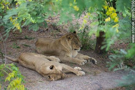 Salto Municipal Zoo. Lion and lioness resting. - Department of Salto - URUGUAY. Photo #57056