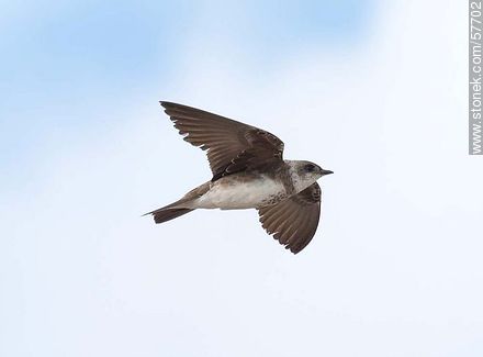 Brown-chested Martin - Department of Montevideo - URUGUAY. Photo #57702