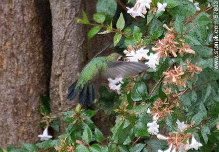 Hummingbird - Fauna - MORE IMAGES. Photo #57803