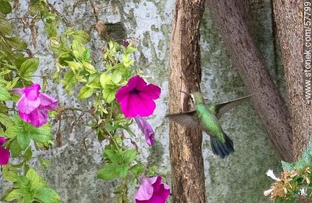 Hummingbird - Fauna - MORE IMAGES. Photo #57799
