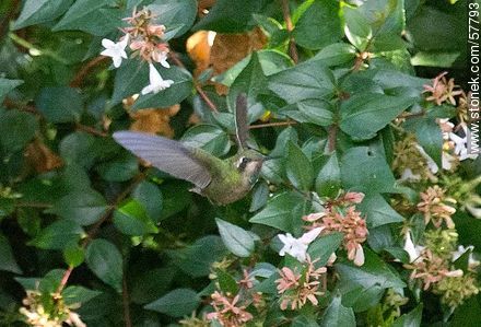 Hummingbird - Fauna - MORE IMAGES. Photo #57793