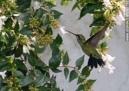 Hummingbird - Fauna - MORE IMAGES. Photo #57792