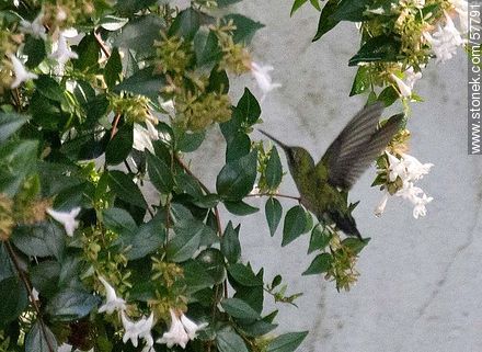 Hummingbird - Fauna - MORE IMAGES. Photo #57791