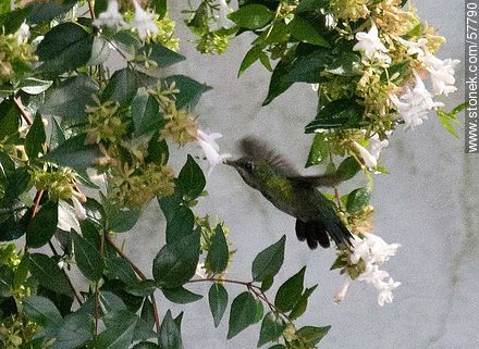 Hummingbird - Fauna - MORE IMAGES. Photo #57790