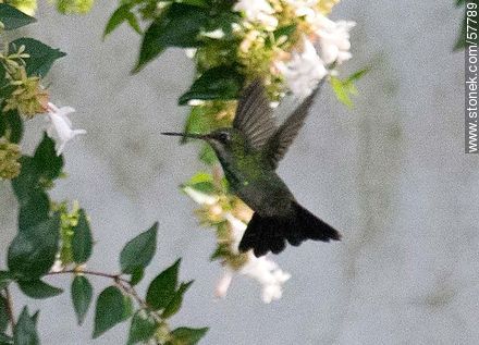 Hummingbird - Fauna - MORE IMAGES. Photo #57789