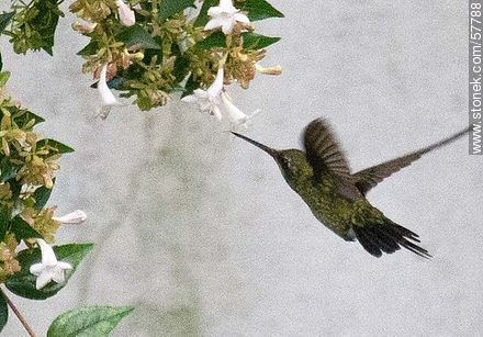 Hummingbird - Fauna - MORE IMAGES. Photo #57788