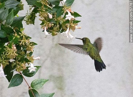 Hummingbird - Fauna - MORE IMAGES. Photo #57787